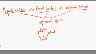 apical vs basal vs lateral [upl. by Sand]