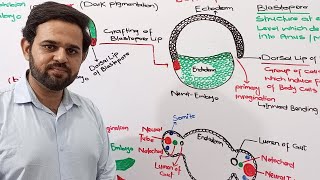 Embryonic induction  Speman  Mangold  NBF  FBISE  Class 12 [upl. by Eibreh677]