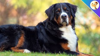 Berner Sennenhund ▶︎ Charakter Haltung amp Pflege  Rasseportrait ✅ [upl. by Nirtak]