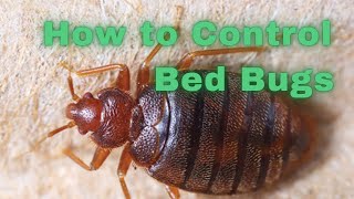 Bed Bugs Treatment  How To Get Rid Of Bed Bugs in 20 Hours  Urdu Hindi [upl. by Teufert670]