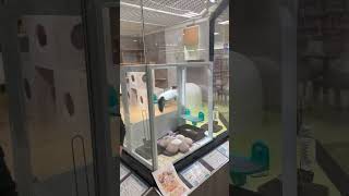 Cat house  Pets planet  cute pet dogs  Minato city japaneselandmark travel [upl. by Stovall]