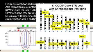 How to understand STR electropherogram [upl. by Abramson347]