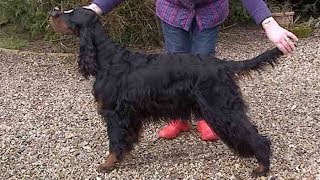 Dog Breed Video Gordon Setters [upl. by Charissa306]