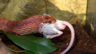 How to Feed a Corn Snake  Pet Snakes [upl. by Kee424]