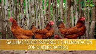 Que es el Programa de Pastoreo y Suplementacion Gallinas Felices TvAgro por Juan Gonzalo Angel [upl. by Fiedler]