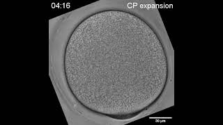 Microscopic TimeLapse of Cell Shape Changes in Ascidian Oocytes After Fertilization [upl. by Hairim]