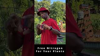 Free Nitrogen For Your Plants garden gardening rhizobium shorts [upl. by Aihtibat]