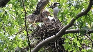 Yellowcrowned Night Herons Nesting A Feeding Governors Island [upl. by Nonie]