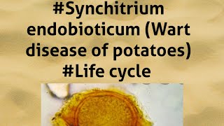 ClassPhycomycetes Synchitrium endobioticumLife cycle By Learn Votaniki [upl. by Niotna]