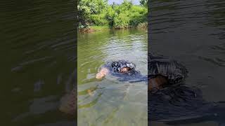 കൈകൊണ്ട് മീൻപിടിക്കാം swimming fishing funny river naturelovers [upl. by Laeahcim557]