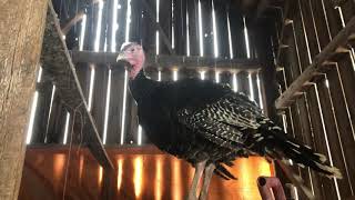 Bronze orlop turkey at Hutchings Farm [upl. by Arait8]