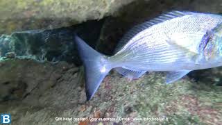 Gilthead bream Sparus aurata Orata  wwwintotheblueit [upl. by Vidovic]