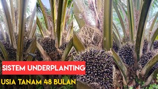 Peremajaan kelapa sawit sistem underplanting usia 4 tahun [upl. by Atteiram]