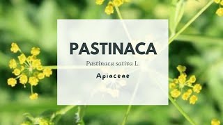 PASTINACA  Pastinaca sativa  Parsnip  Apiaceae [upl. by Goldshlag215]