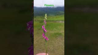 Dhorpatan hunting reserve flowers dhorpatan shortvideo shorts [upl. by Baird]