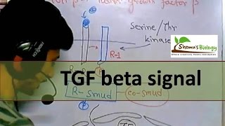 TGF beta signaling [upl. by Labotsirc]