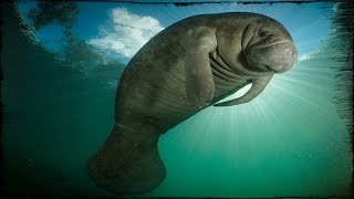 Manatees in Florida Marathon Key [upl. by Afton]