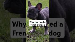 Why you need a French Bulldog in your life frenchbulldog frenchie [upl. by Dasie]