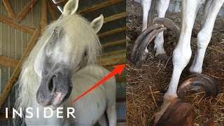 Rescue Horse With 30Pound Hooves Can Walk Again  Insider [upl. by Jacquenette145]