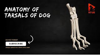 Anatomy of tarsals of dog  Canine tarsals anatomy  Anatomy of canine tarsal bones [upl. by Noitna723]