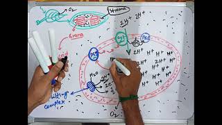 Where are the ATP amp NADPH used in photosynthesis Part 11 For NEET Special [upl. by Aslam]