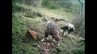 Águilas reales buitres negros leonados luchando por la comida [upl. by Edrick]