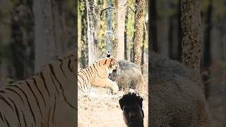 Natures Most Extreme Animal Fights [upl. by Airot]