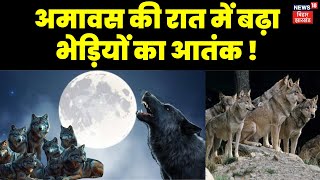 Wolf Attack  अमावस की रात में बढ़ा भेड़ियों का आतंक  UP News  Wolf News [upl. by Jeavons]