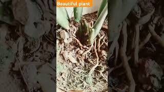 Beautiful plants asmr satisfying plants youtubeshorts viralvideo trending shorts short [upl. by Ennalorac]