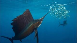 Facts The Sailfish [upl. by Worrad]