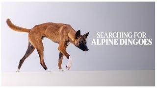 Searching for Alpine Dingoes  Exploring Australias High Country [upl. by Attela724]