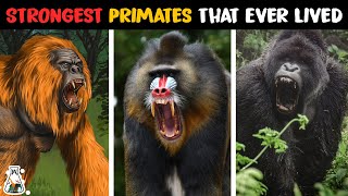 10 Strongest Monkeys and Apes That Ever Lived [upl. by Naj186]