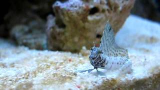 Sailfin Blenny  Emblemaria Pandionis   Reborn Aquarium [upl. by Scales17]