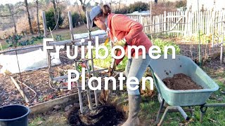 Inis Moestuin 80  Fruitbomen planten in het late najaar en vroege winter mits vorstvrij [upl. by Pedersen128]