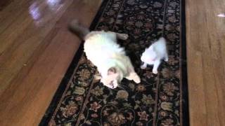 Azureys Balinese Cats mommy cat playing with kitten [upl. by Nerac]