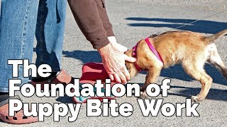 The Foundation of Puppy Bite Work I Lecture taken from DVD [upl. by Magbie]