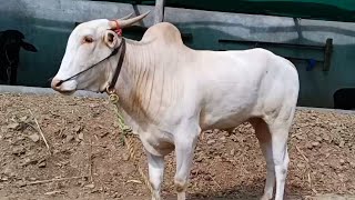 Karnataka kilara Oxess Videos  Bigg Size Bulls Karnataka [upl. by Othella]