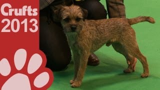 Border Terrier  Best of Breed  Crufts 2013 [upl. by Junette]