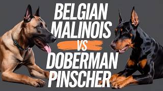 quotBelgian Malinois vs Doberman Pinscher The Ultimate Guard Dog Showdown  Petsinfomania [upl. by Gargan]