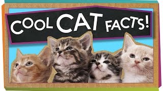 3 Cool Facts About Cats [upl. by Blood]