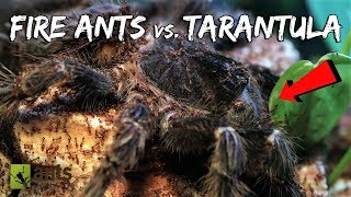 Fire Ants vs BirdEater Tarantula [upl. by Nnylacissej568]