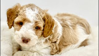 For The Love of Puppies  Australian Labradoodles [upl. by Seroled]