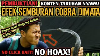 EFEK SEMBURAN BISA ULAR COBRA KE MATA TEST BISA ULAR COBRA LANGSUNG KE MATA APAKAH MATA BUTA [upl. by Silsby]