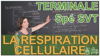 La respiration cellulaire  Spé SVT  Terminale  Les Bons Profs [upl. by Pollyanna]