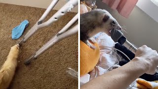 Cheeky Ferret Try To Steal Crutches Funny Pet Videos [upl. by Deloria599]