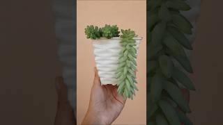 repotting succulentplantpot succulentpropagation myplantlovinghomehomegardensucculentvarieties [upl. by Aletse86]