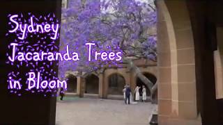 Jacaranda Trees in Bloom  Sydney Australia [upl. by Ardaid]