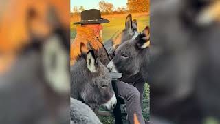 Sanctuary Owner Serenades Donkeys With Classic [upl. by Nylaj]