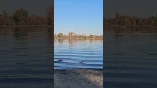 Autumn Glow by the Columbia River video trending nature [upl. by Elyssa108]