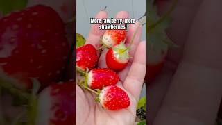 🍓FALL STRAWBERRY HARVeST🍓shorts strawberry asmr gardening youtubeshorts viral trending [upl. by Repinuj]